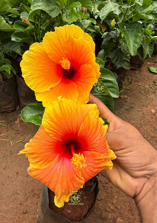 Hibiscus King Fiesta Hybrid