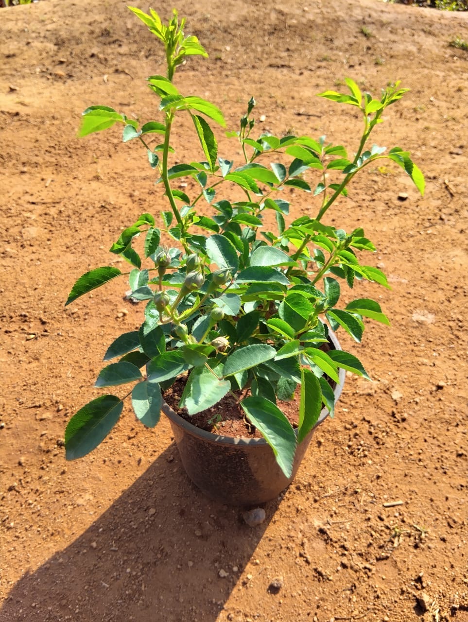 Button Rose Pink(Own Rooted-Nadan)