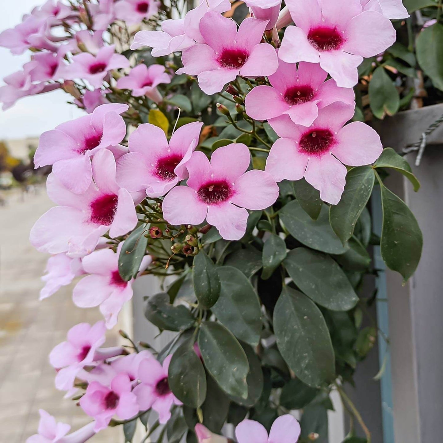 Pink Bower Vine Creeper