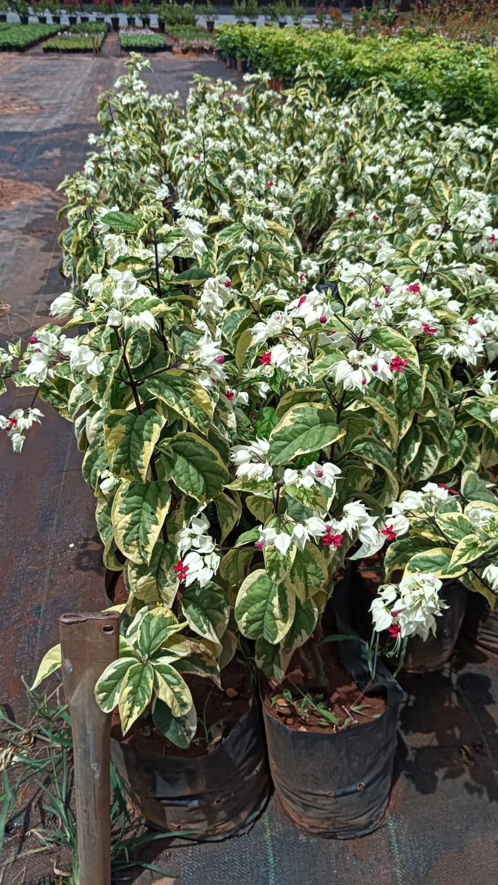 Bleeding Heart Variegated