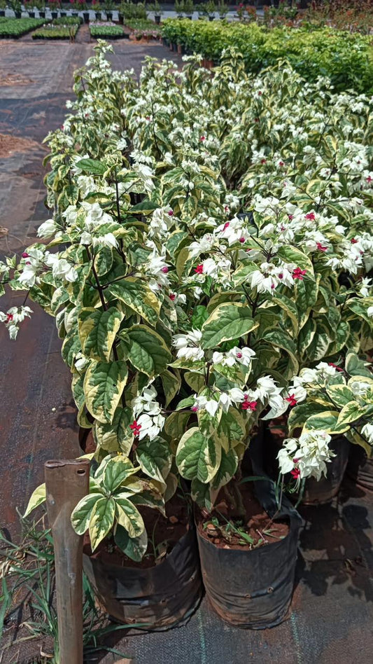 Bleeding Heart Variegated