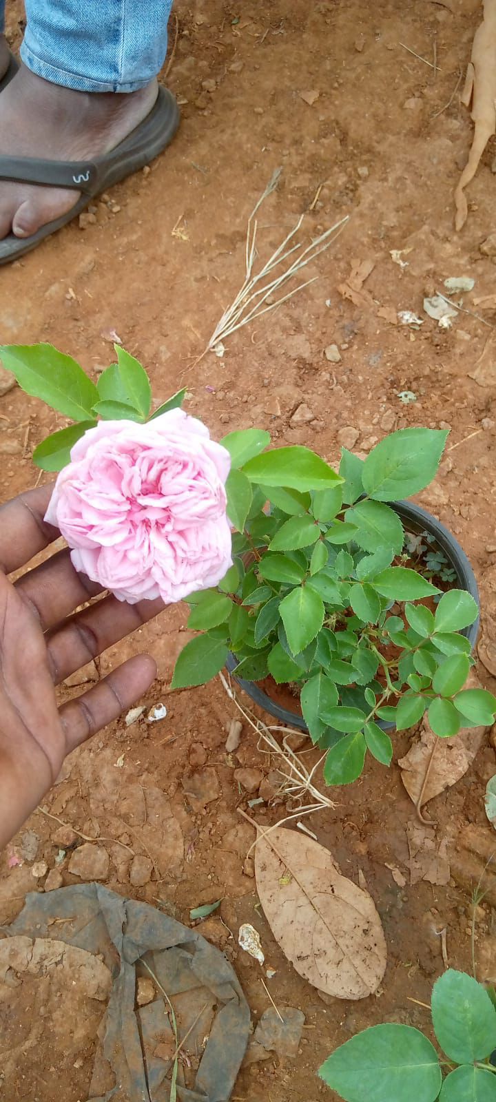 Doctor Rose(David Austin)(Own Rooted-Scented-Nadan)