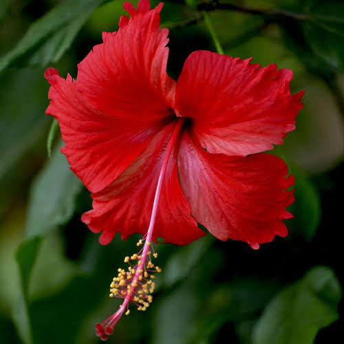 Hibiscus Indian Red Desi