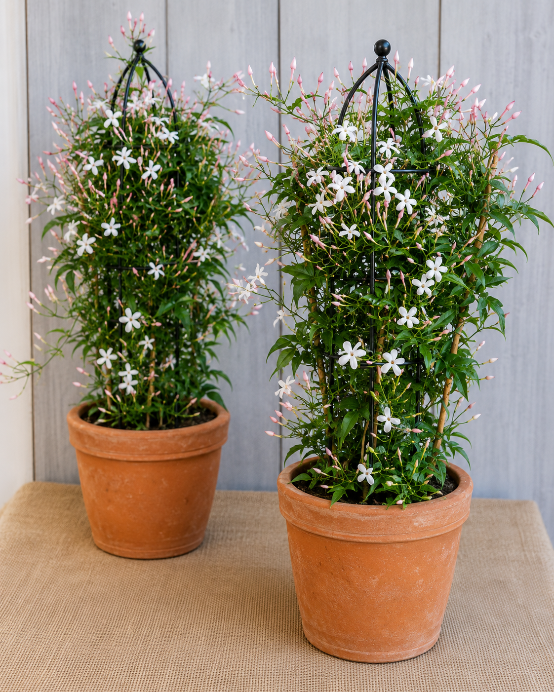 American Creeper Jasmine
