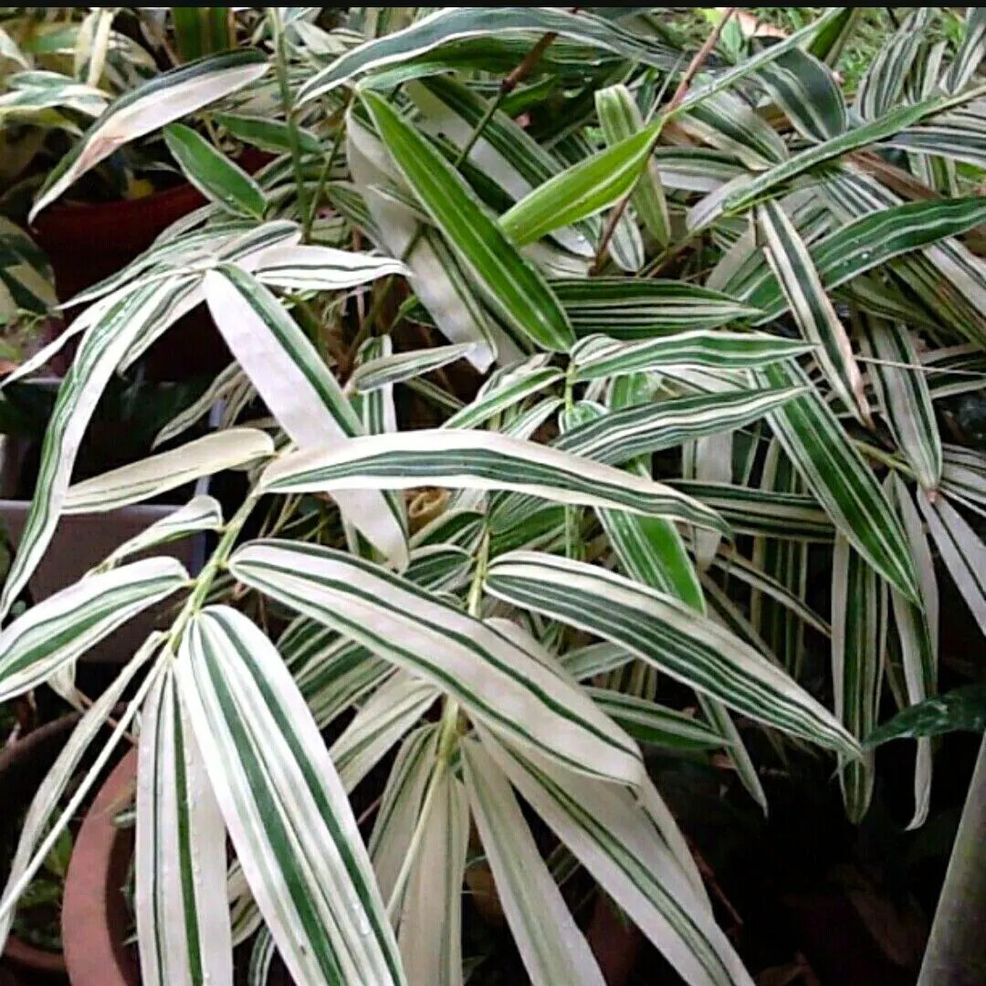 Variegated Hiroshima Bamboo