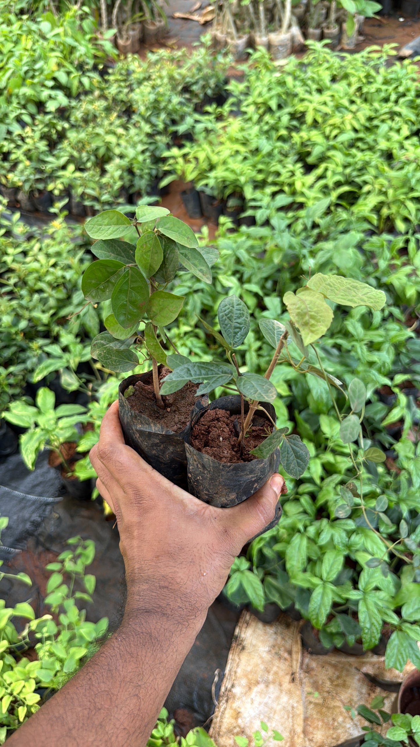 Catsclaw(2 Plants combo)