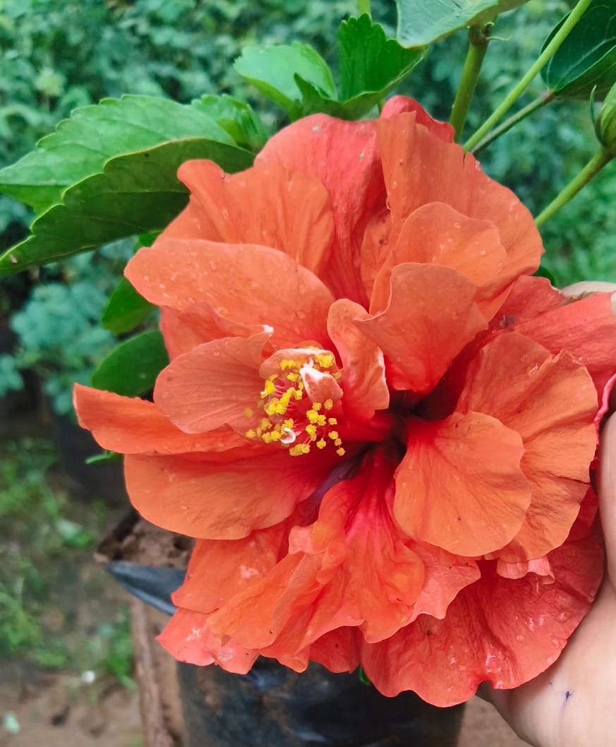 Hibiscus Hybrid Code 07
