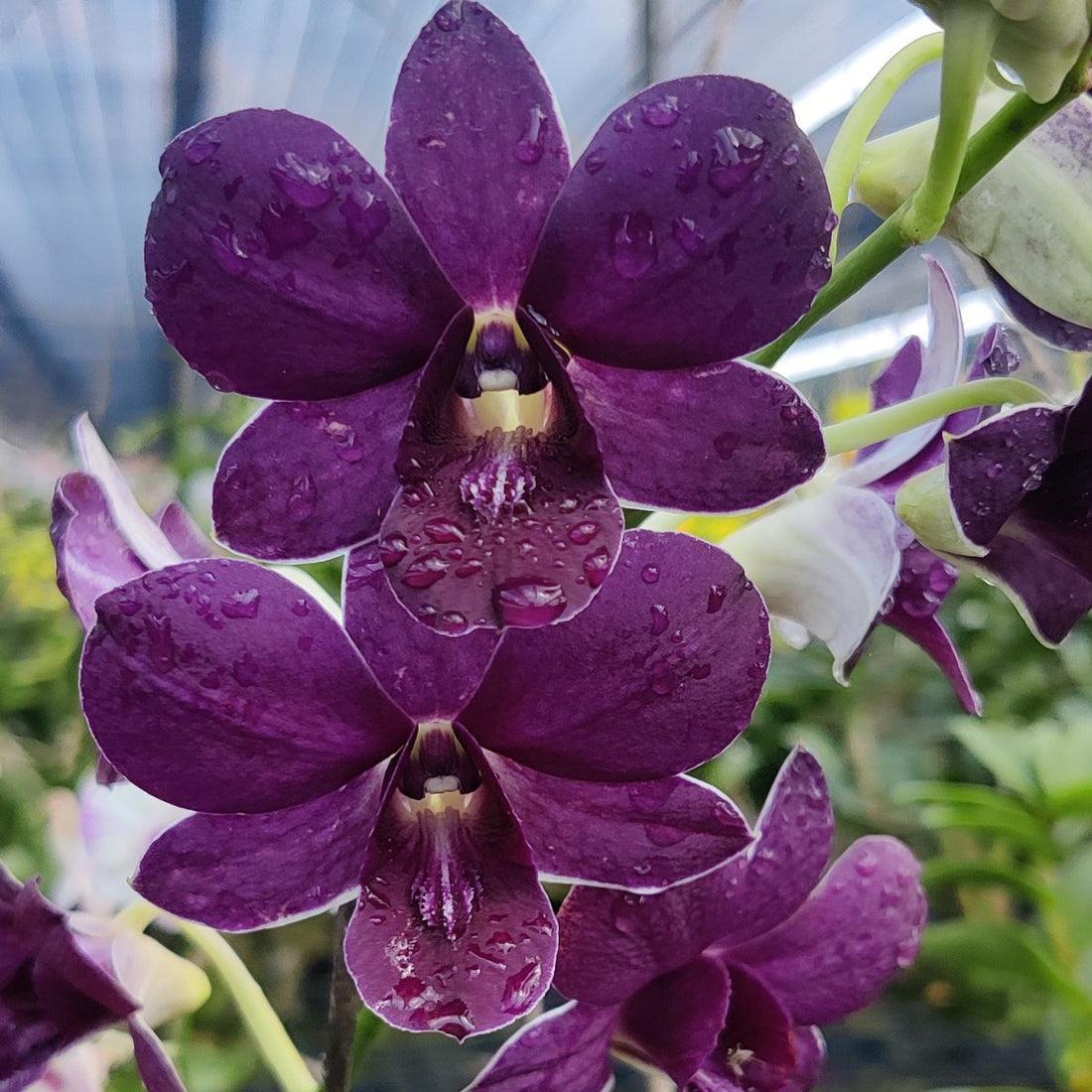 Dendrobium Orchid(Airway blue x Blue Angel) Seedling