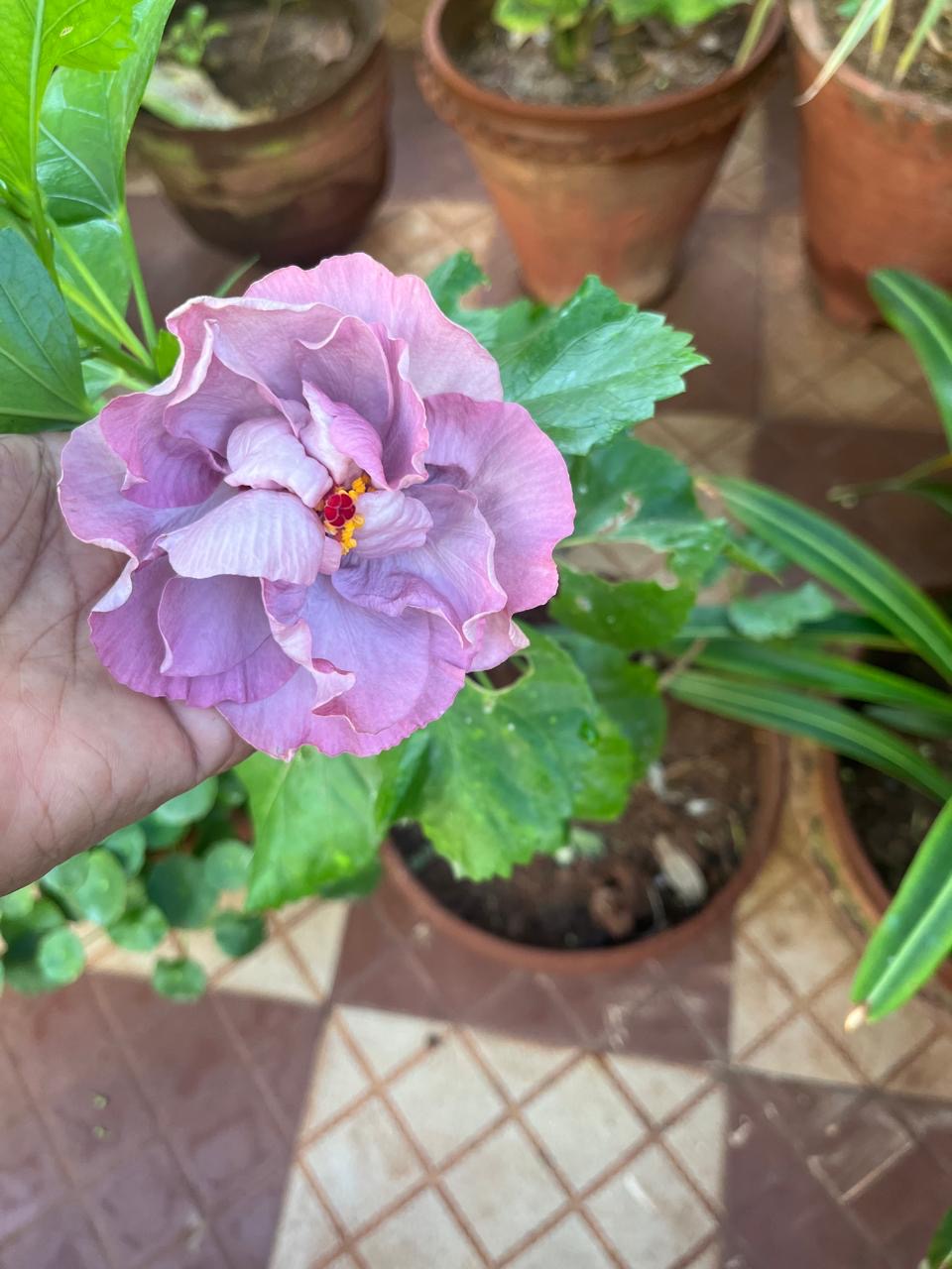 Hibiscus lavender multi layer hybrid