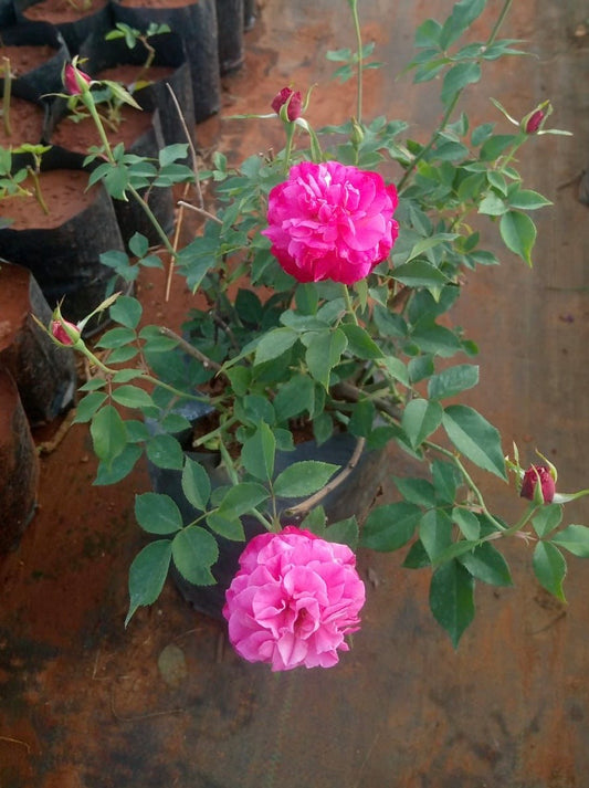 Desi Pink Rose(Scented-Own rooted-Nadan)