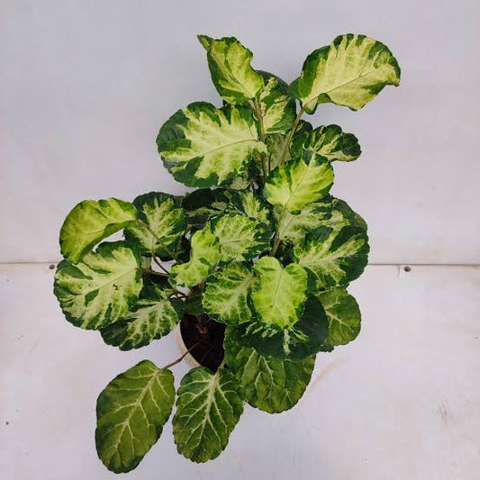 Aralia Shield Variegated