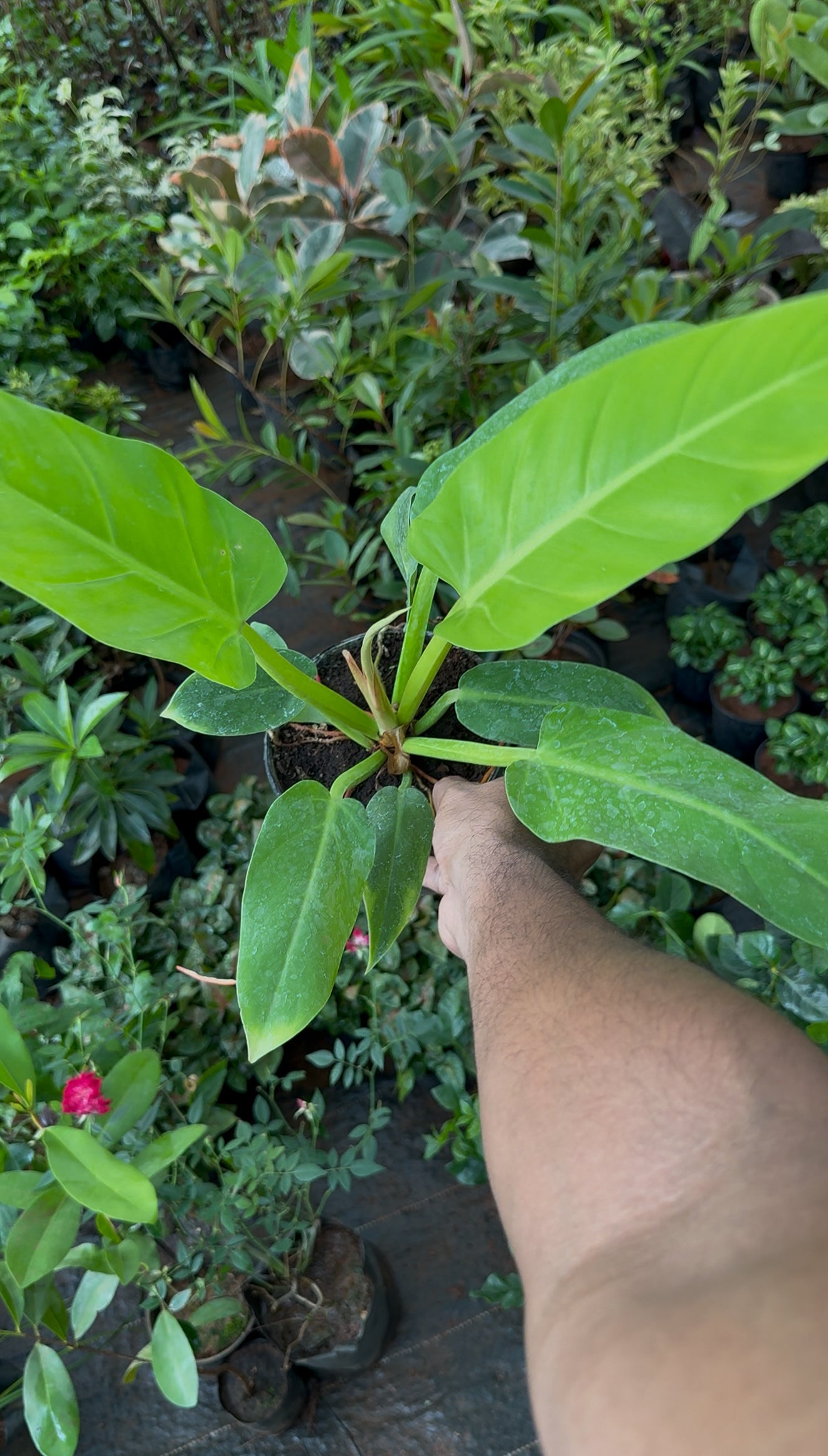 Philodendron Golden Melinonii(Medium Size)