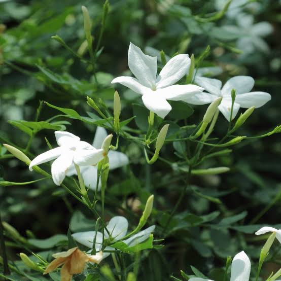 Pichi /Spanish Jasmine