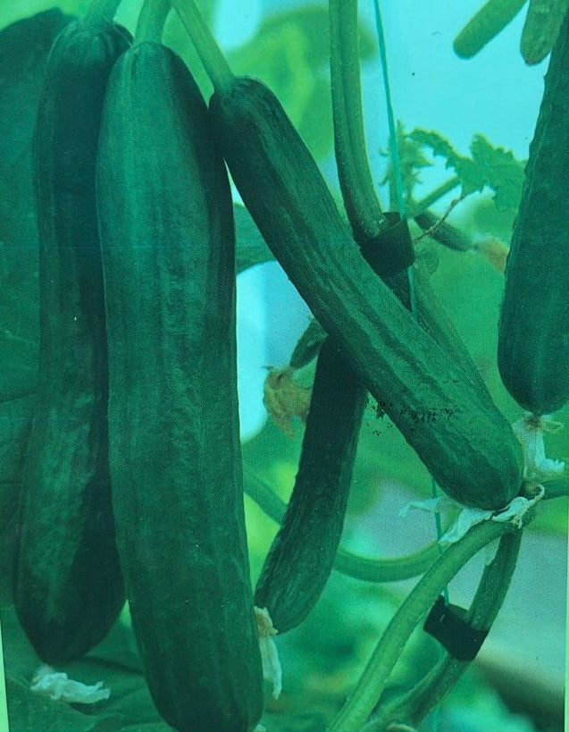 Salad Cucumber Green Seed