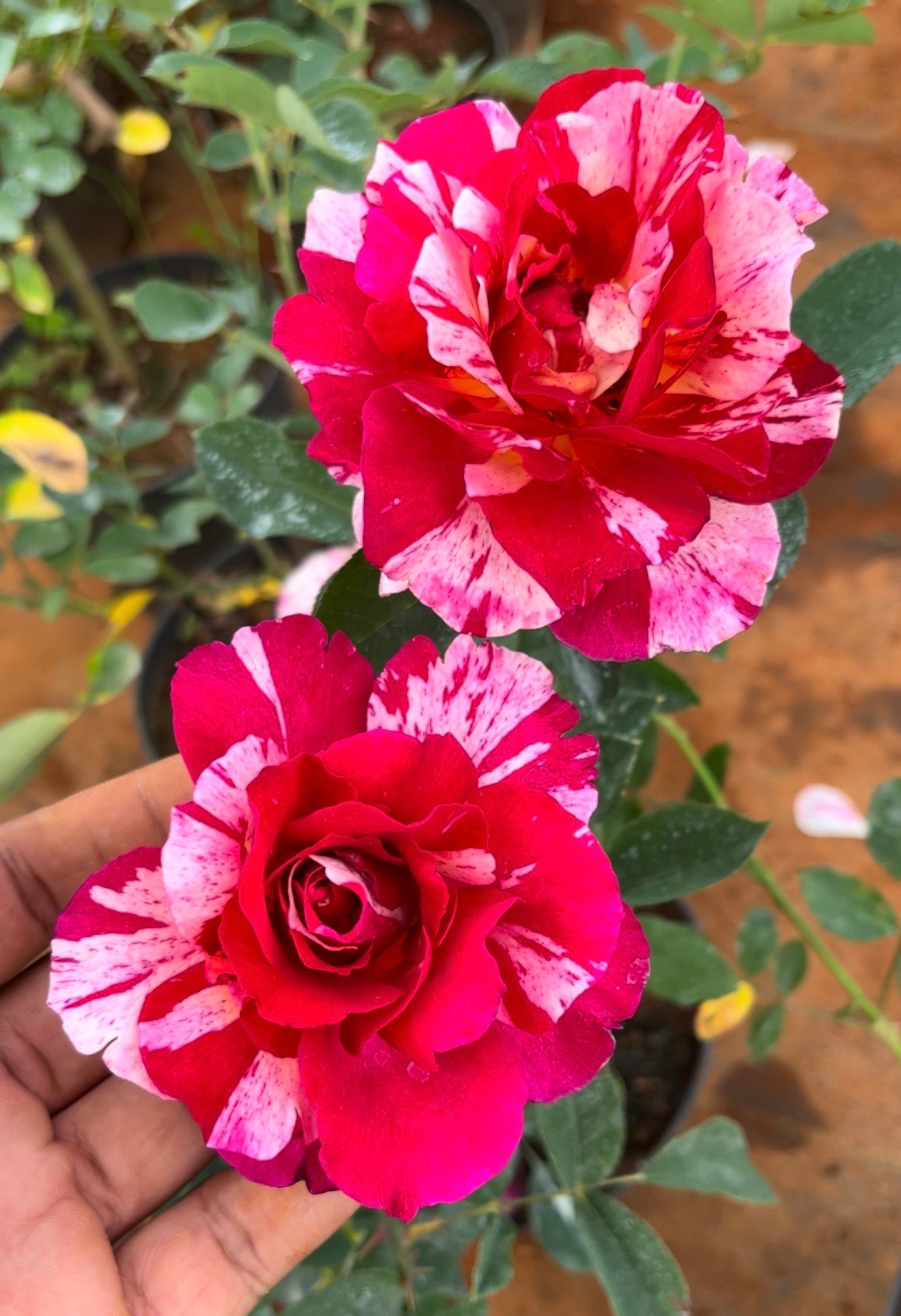 Scentimental Rose(Scented)