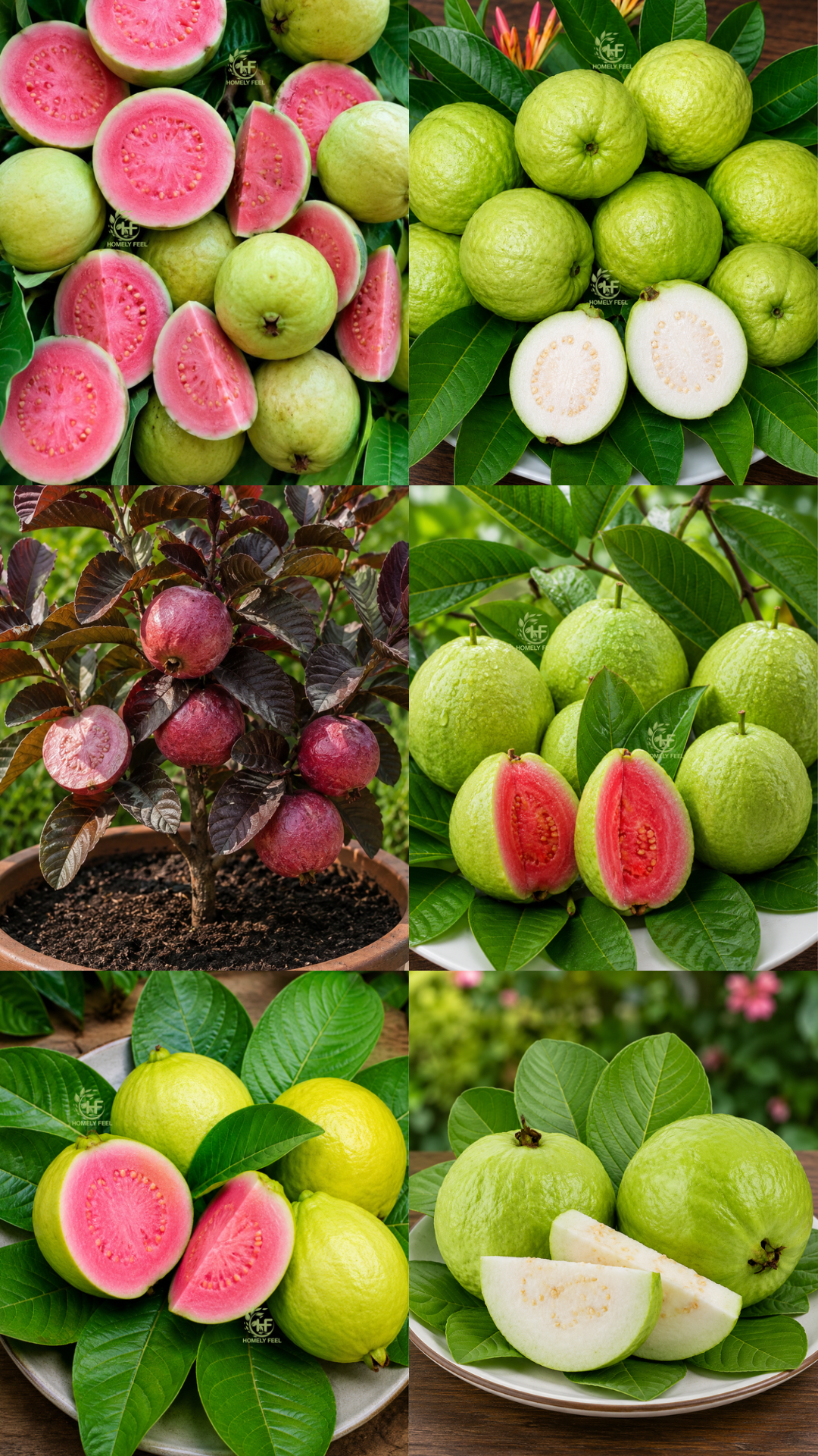 Guava Combo(6 Varieties)(Layered)