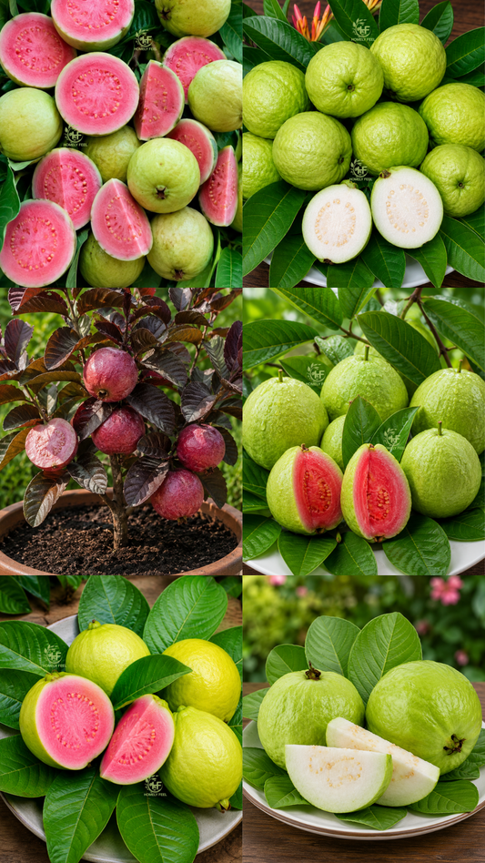 Guava Combo(6 Varieties)(Layered)