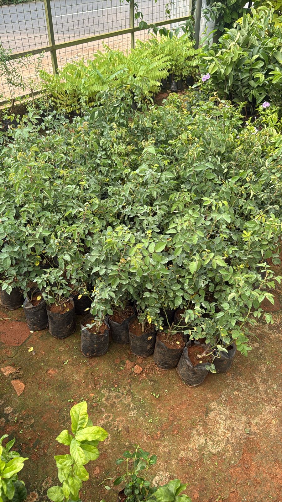 Panineer Rose Baby Pink(Own Rooted)(Scented)