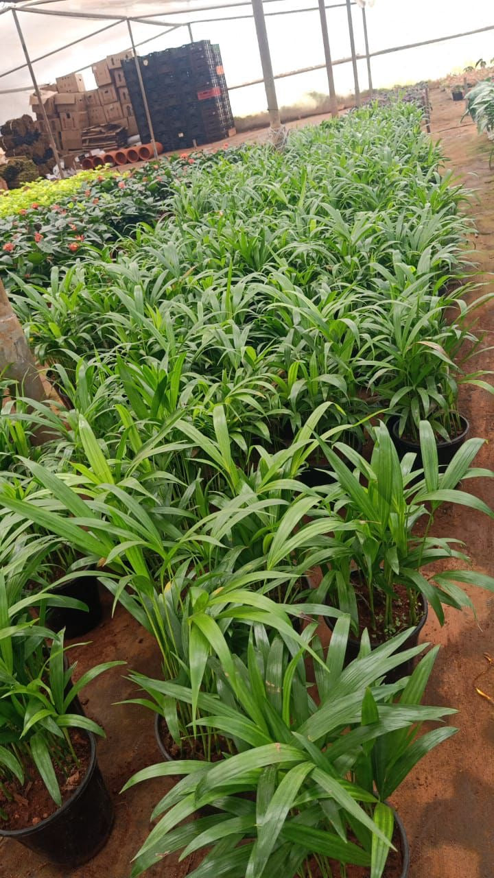 Areca Palm Bushy Plant