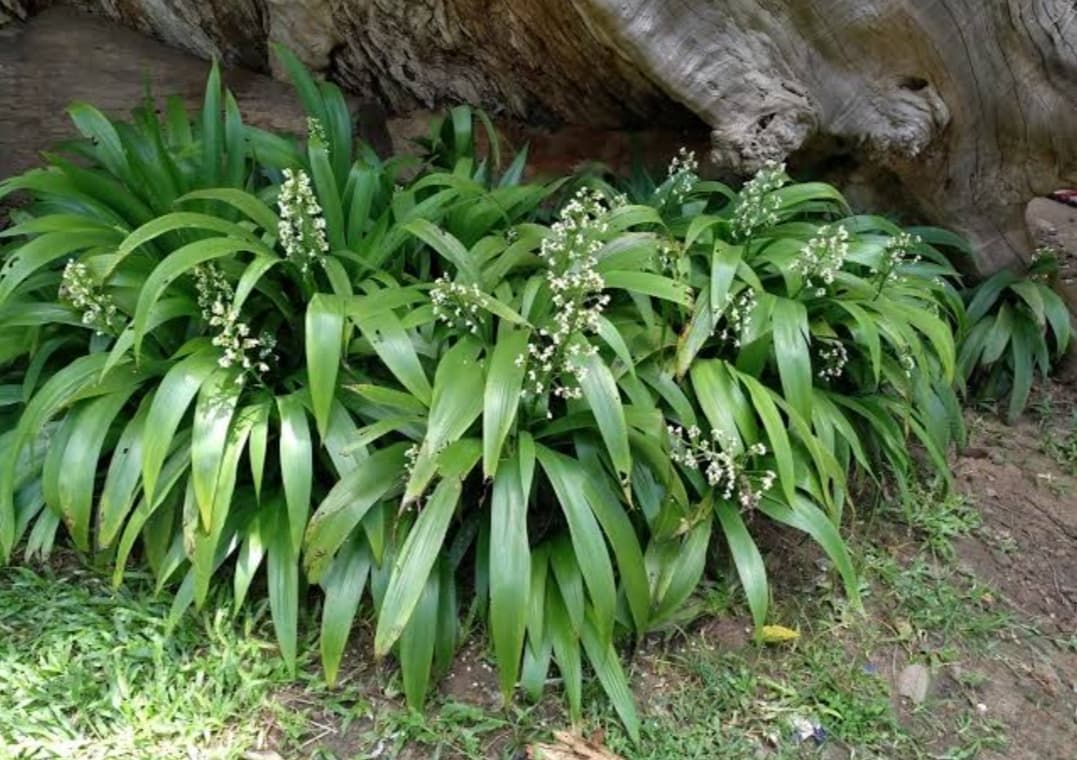 Xiphidium caeruleum