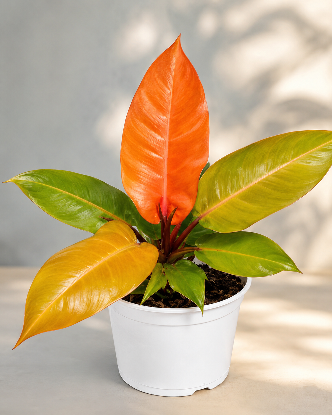 Philodendron Prince of Orange