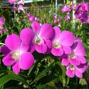 Dendrobium Orchid(Queen Pink x karen) Seedling