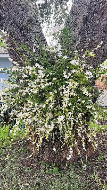 Dendrobium Crumenatum(Pigeon Orchid)Scented Orchid