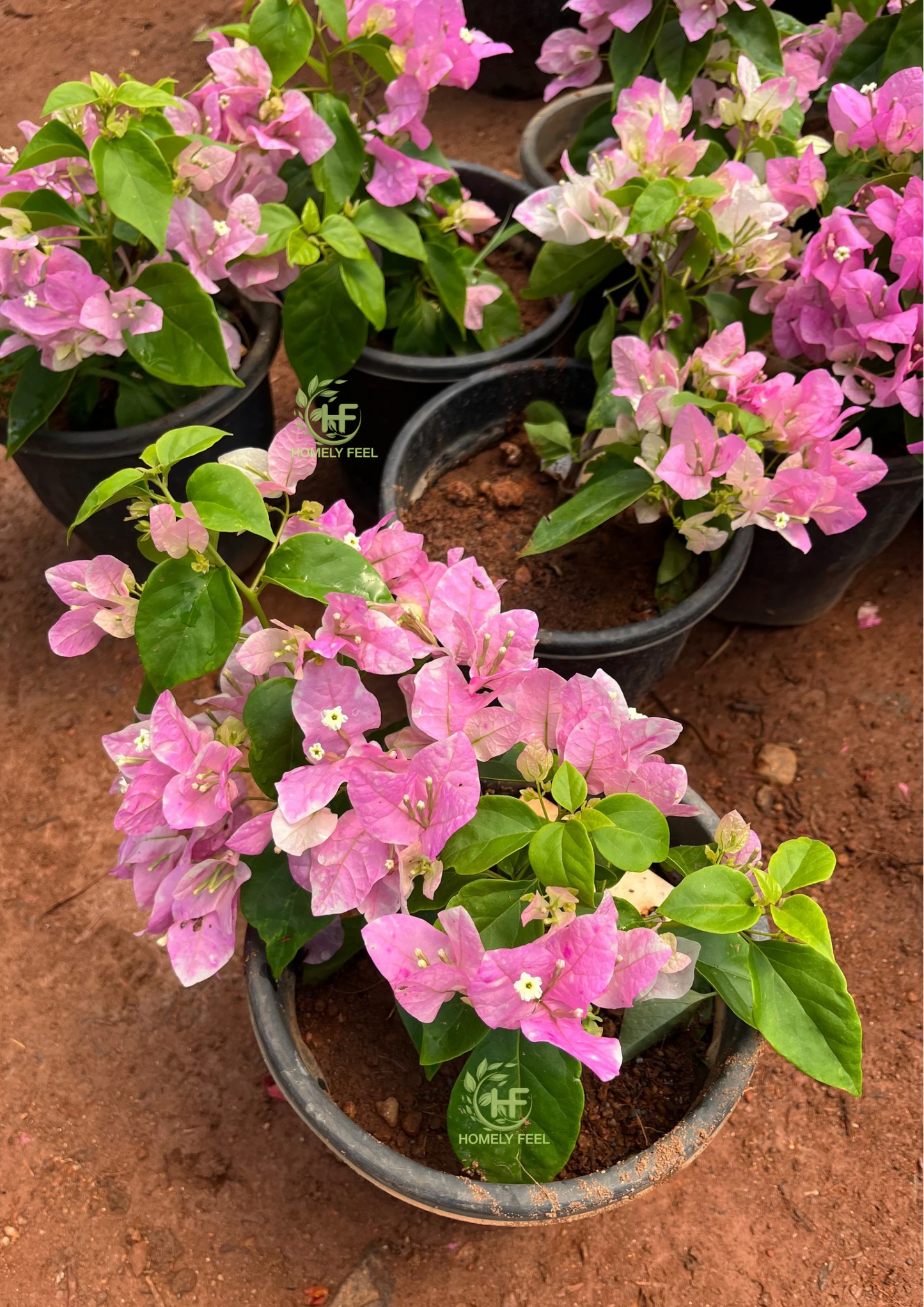 Bougainvillea Splash Hybrid