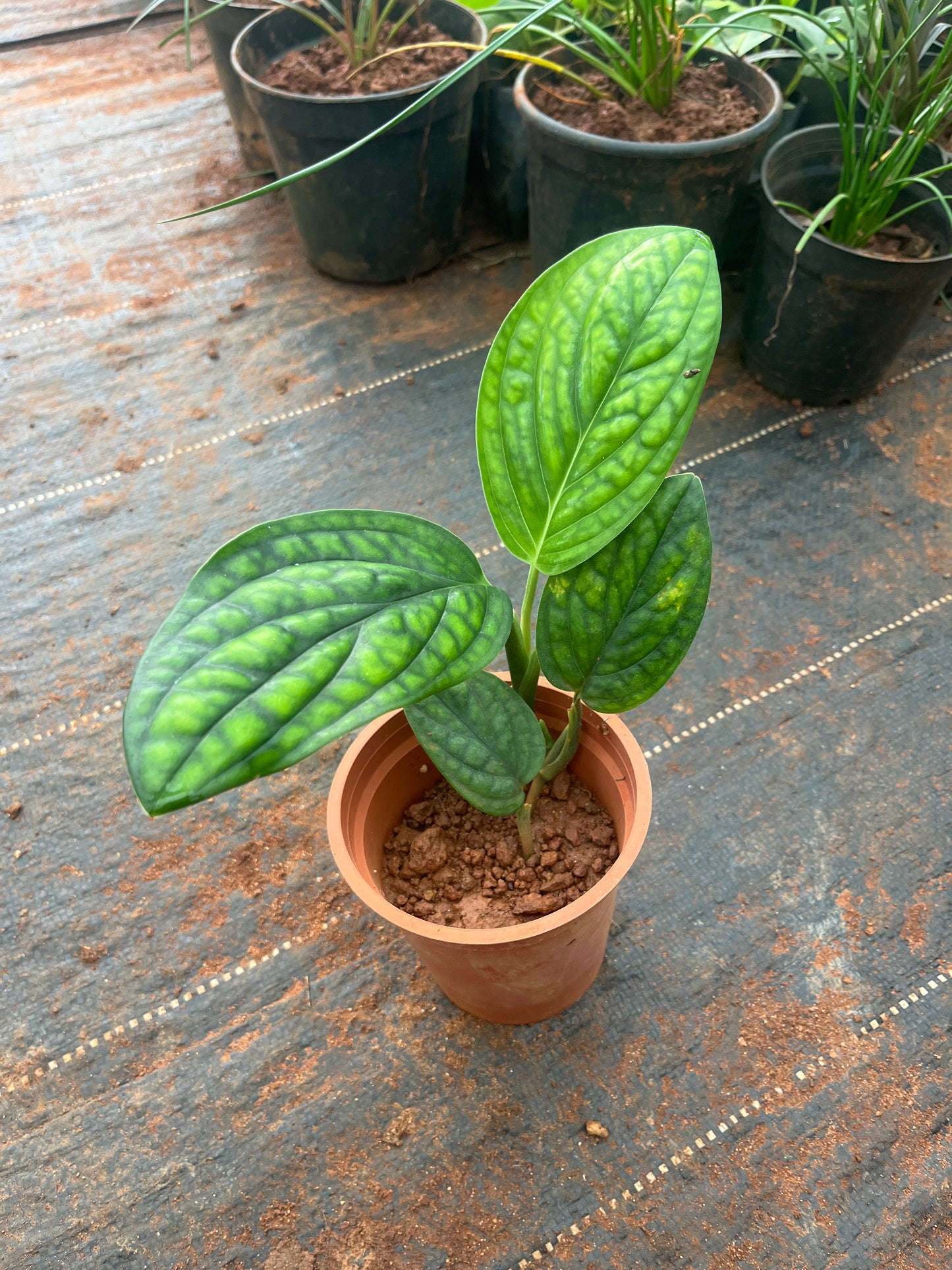 Monstera Peru(Single Shoot)