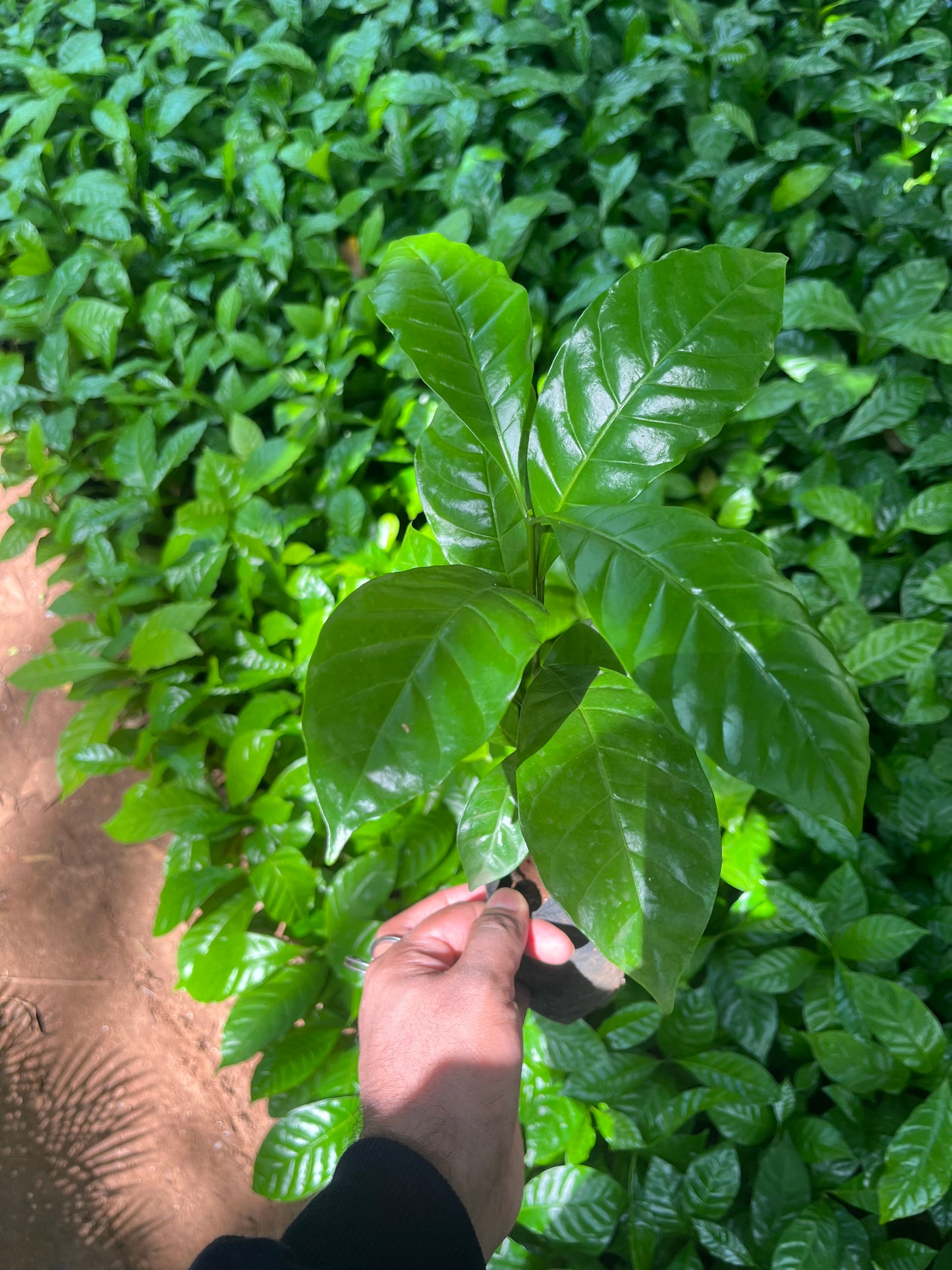Coffee Plant(Robusta Variety)