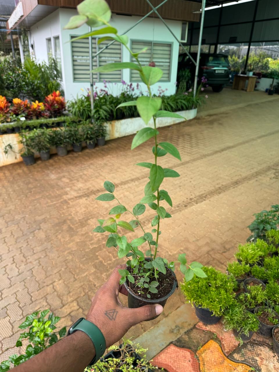 Blueberry Hybrid Variety