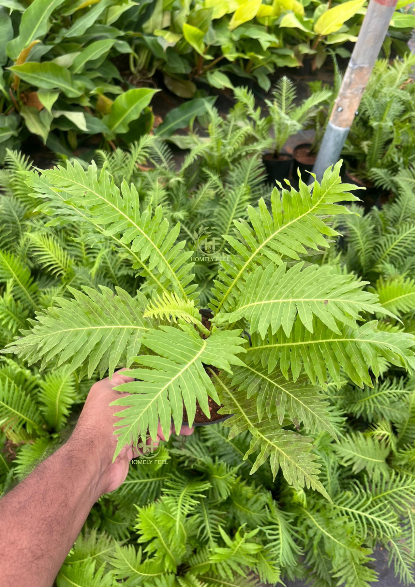 Dwarf Tree Fern