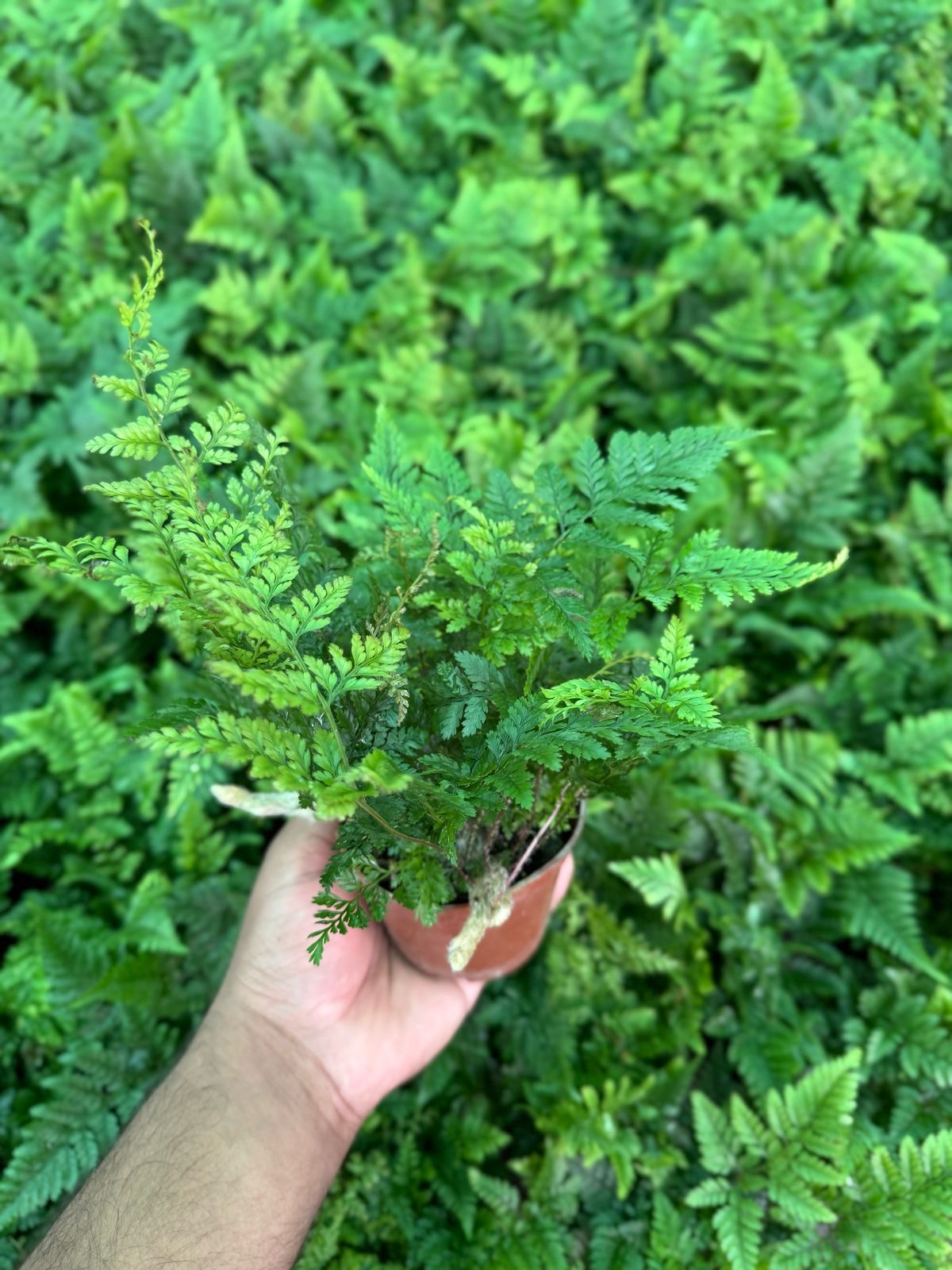Rabbit Foot Fern