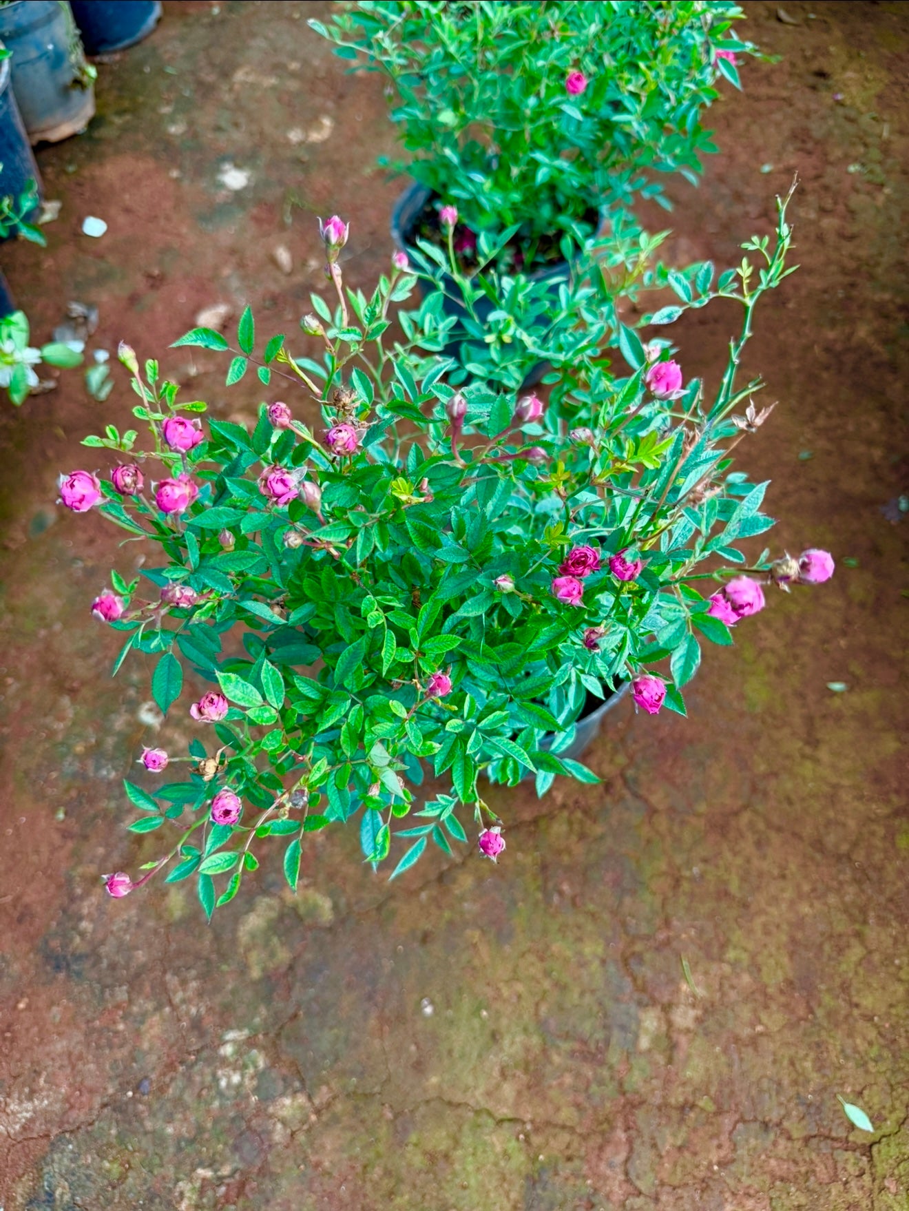 Miniature Pink Bush Rose(Own Rooted-Nadan)