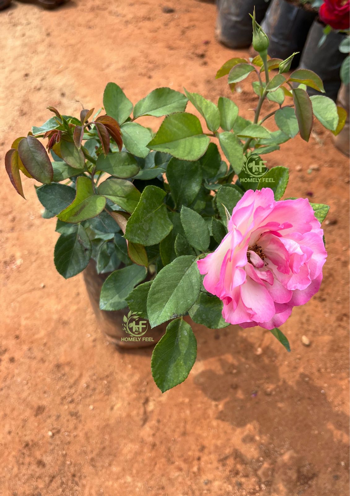 Strawberry Ice Rose