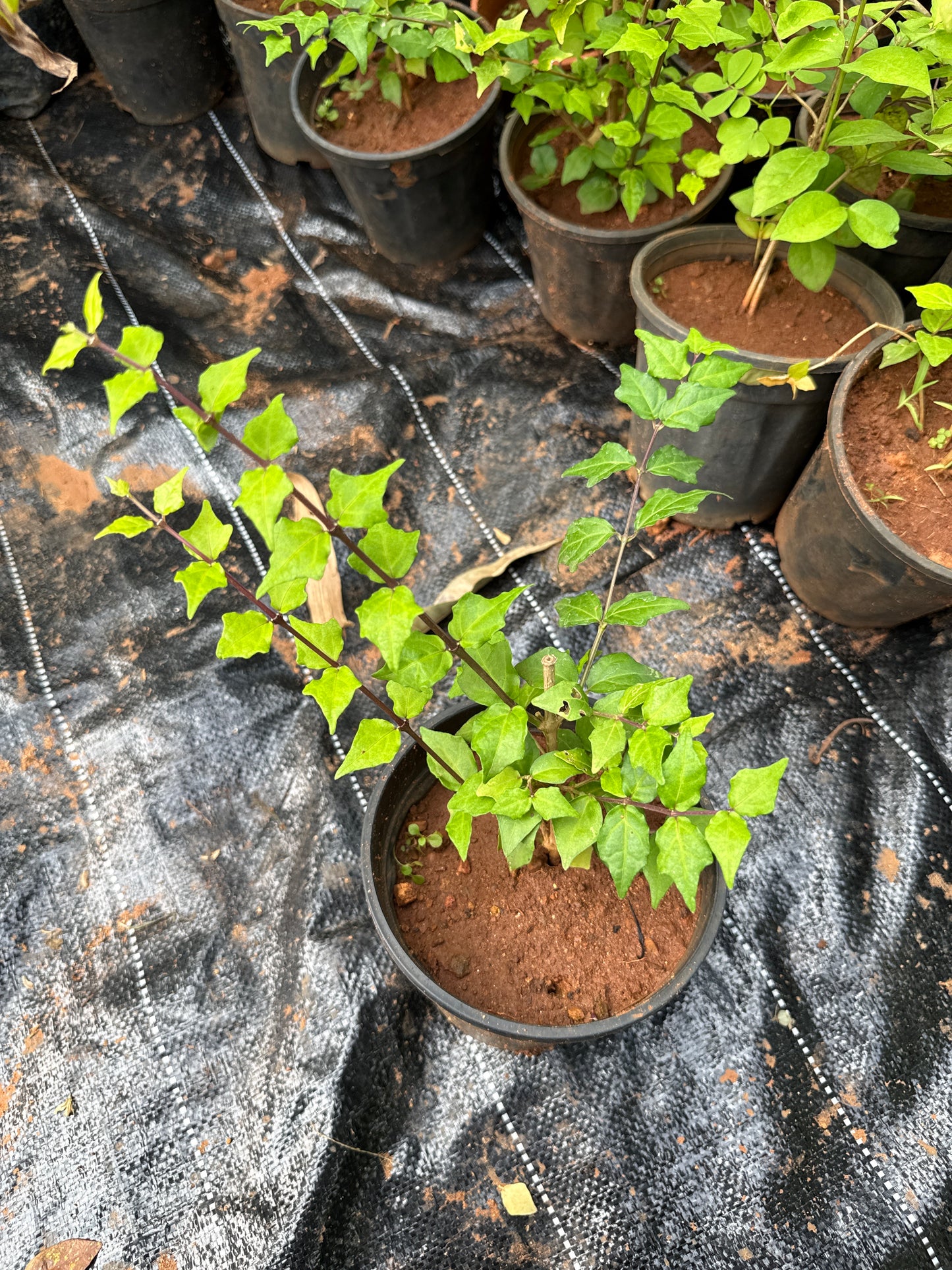 Thunbergia Erecta Blue