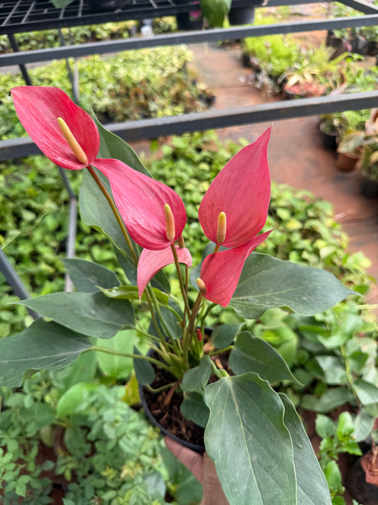 Anthurium Pink Narrow