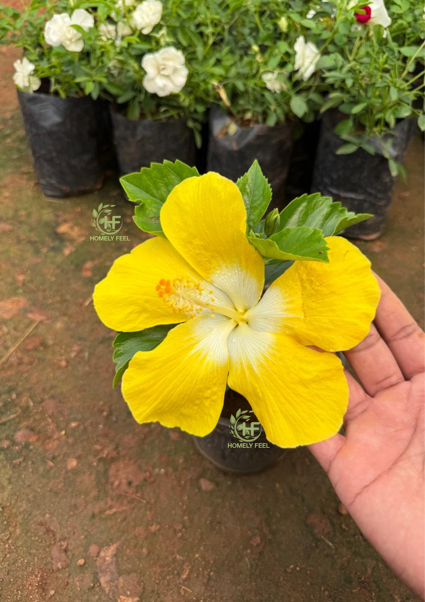 Hibiscus Royal yellow Hybrid