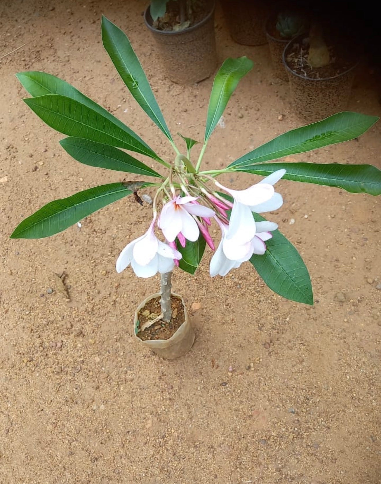 Plumeria pinkish white