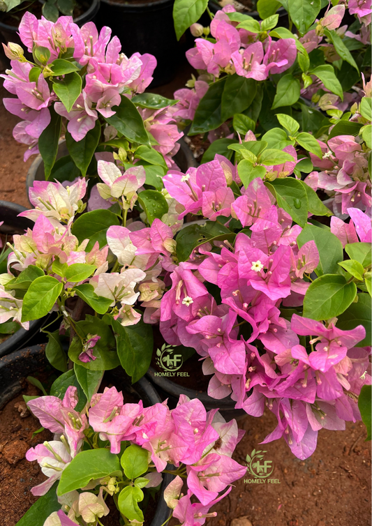 Bougainvillea Splash Hybrid