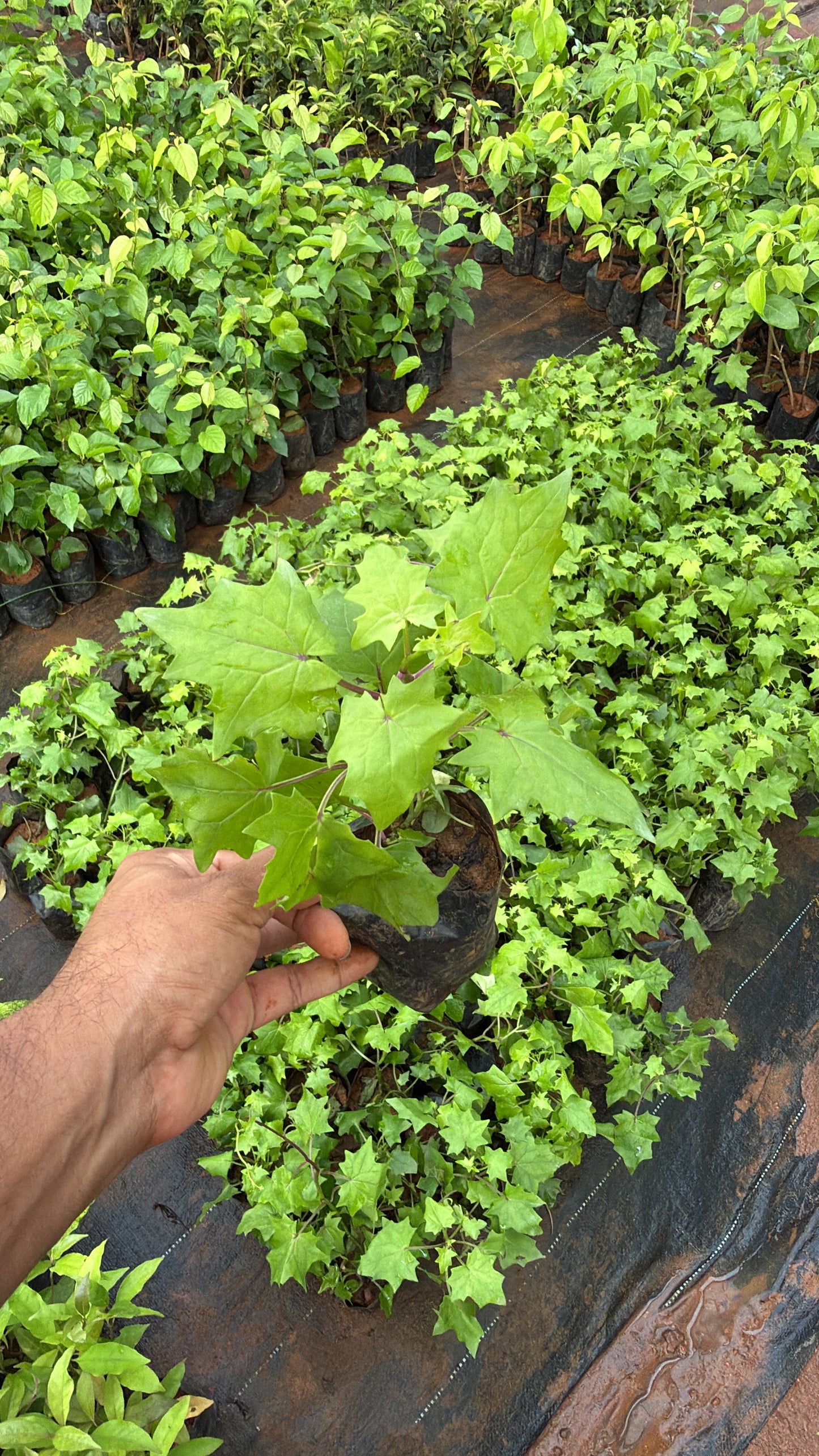 Canary Creeper(Bridal yellow) (2 Plants Combo)