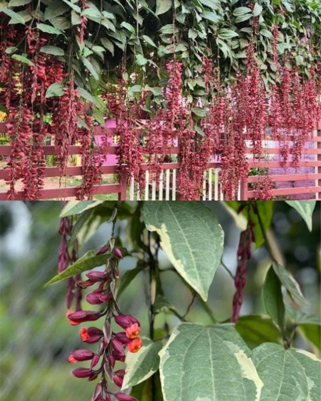 Thunbergia Coccinea Combo(Normal & Variegated)