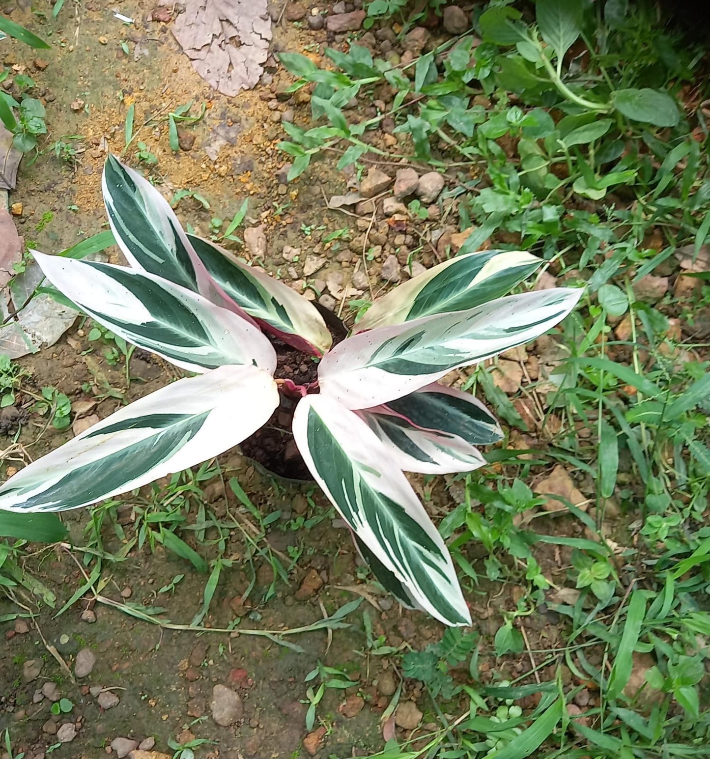 Maranta Triostar