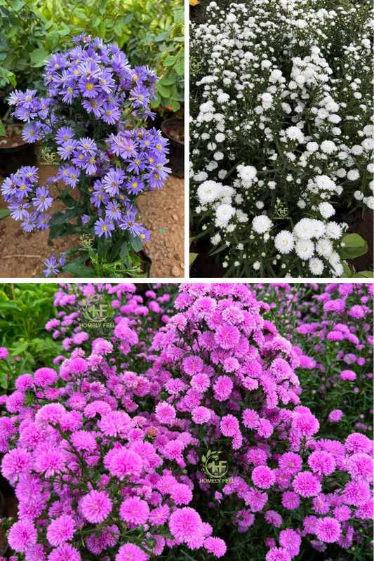 Daisy Combo(3 Varieties)