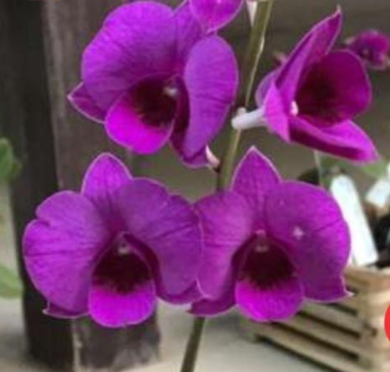 Dendrobium Orchid(Airy Pink Surprise) Seedling