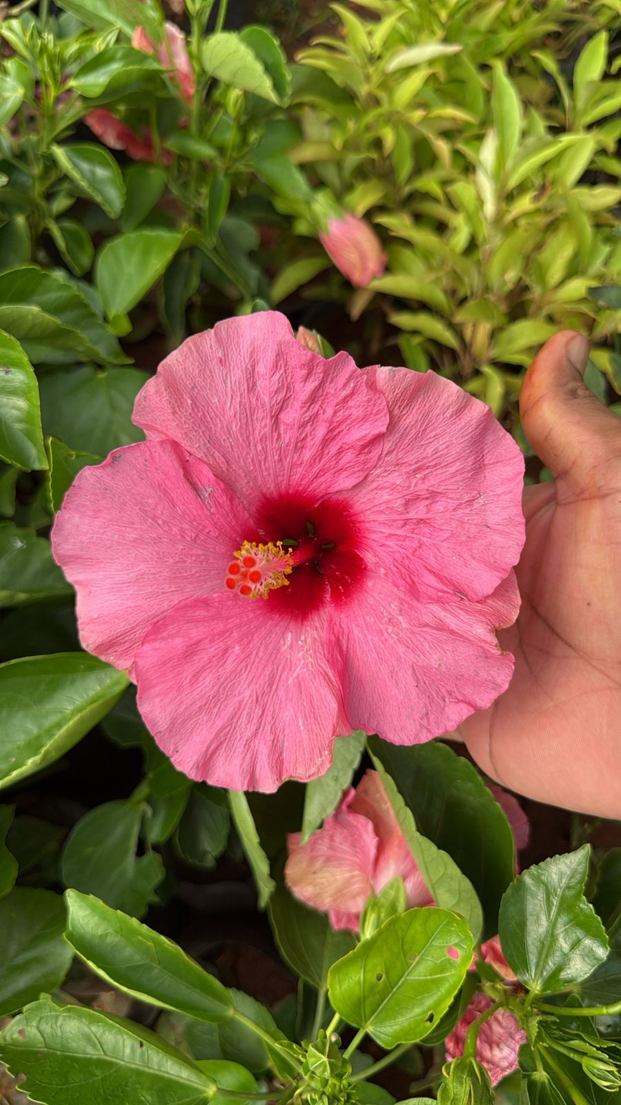 Hibiscus Pink Hybrid