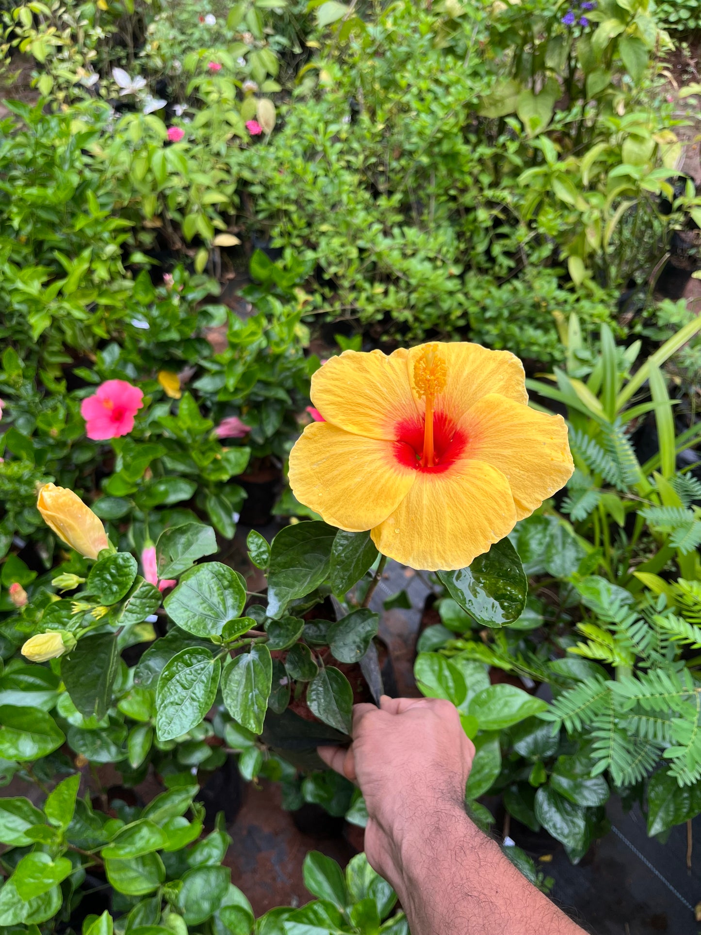 Hibiscus yellow(red inside)