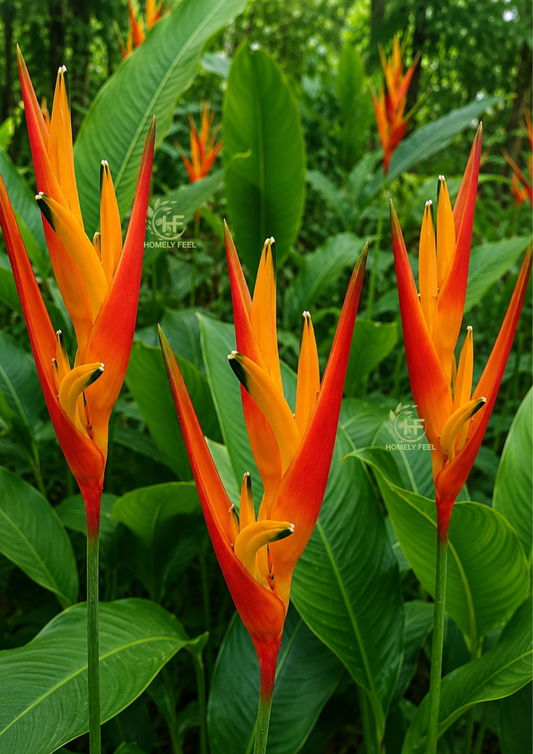 Heliconia Fire Flash