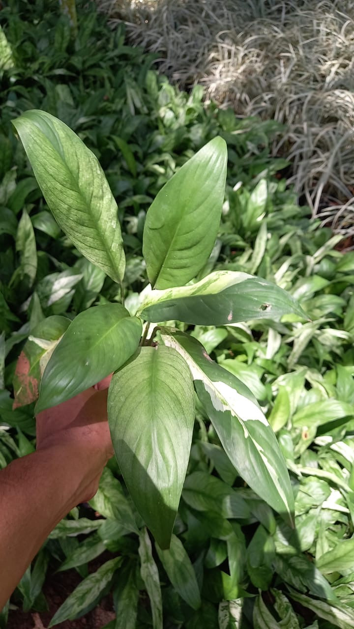 Peace Lilly Picasso Variegated