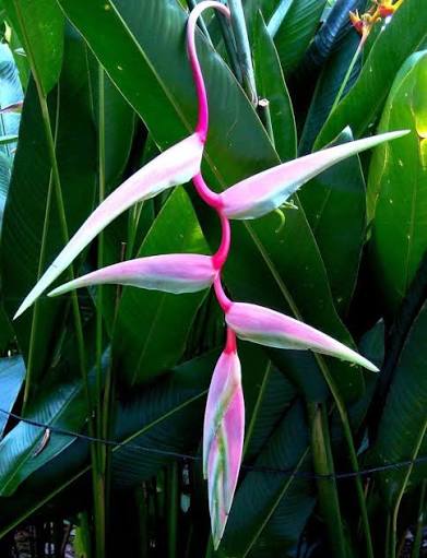 Heliconia Sexy Pink